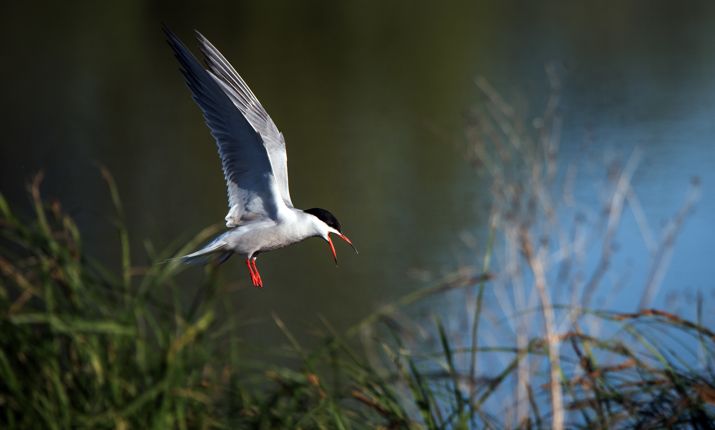 "Ай, ай! Рыбку выронила!"