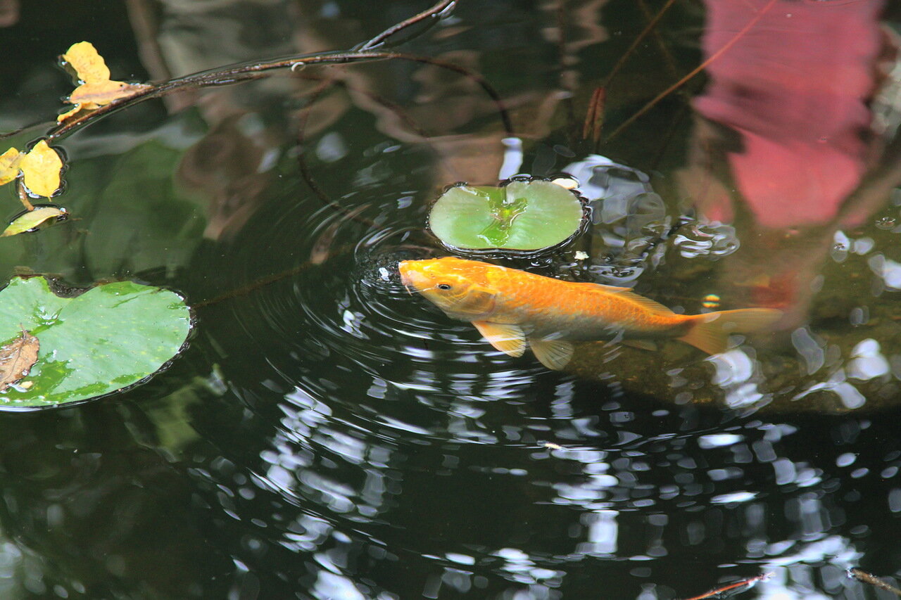 Китайские зарисовки