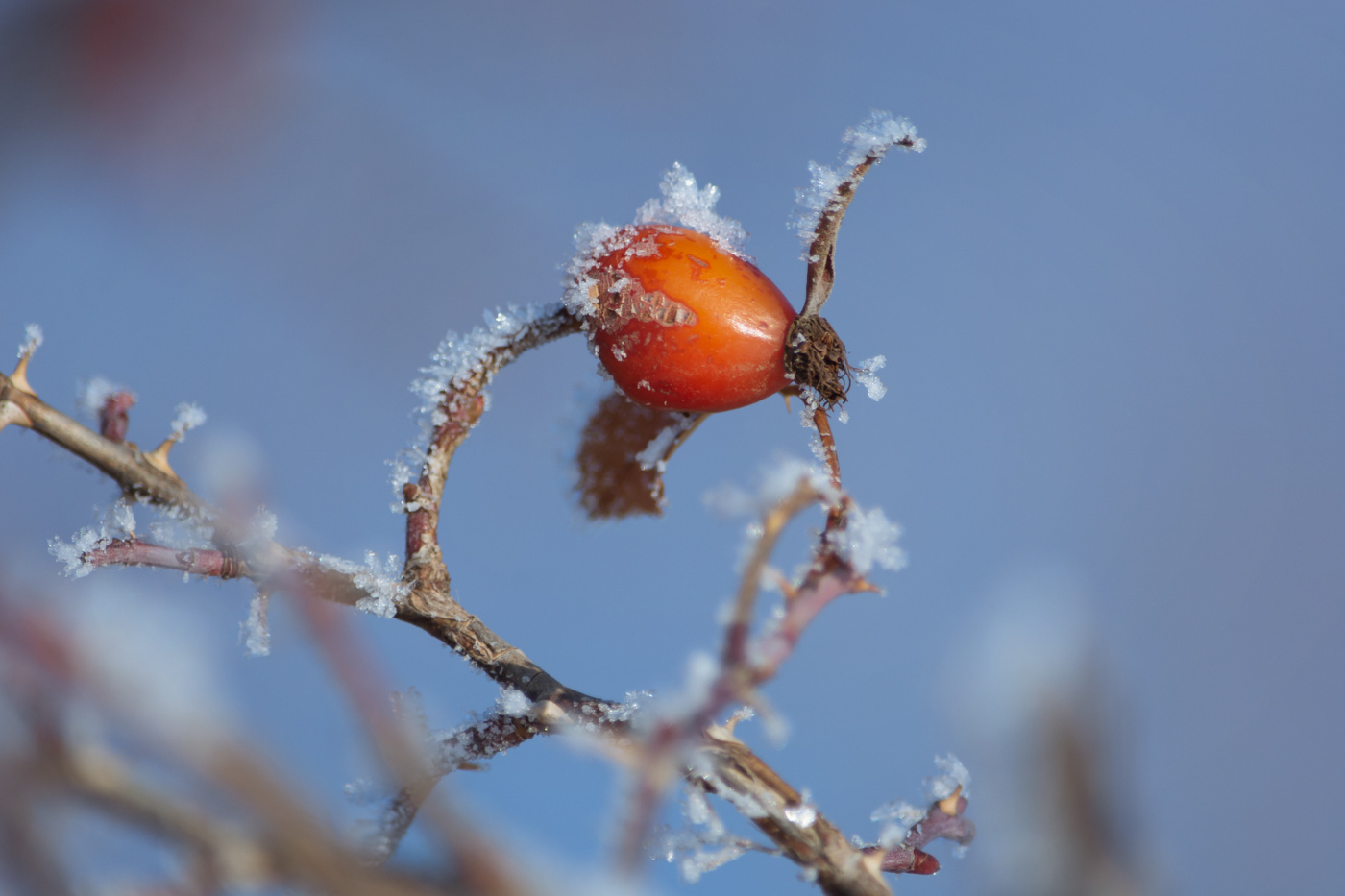 Шиповник в инее хрустальном...