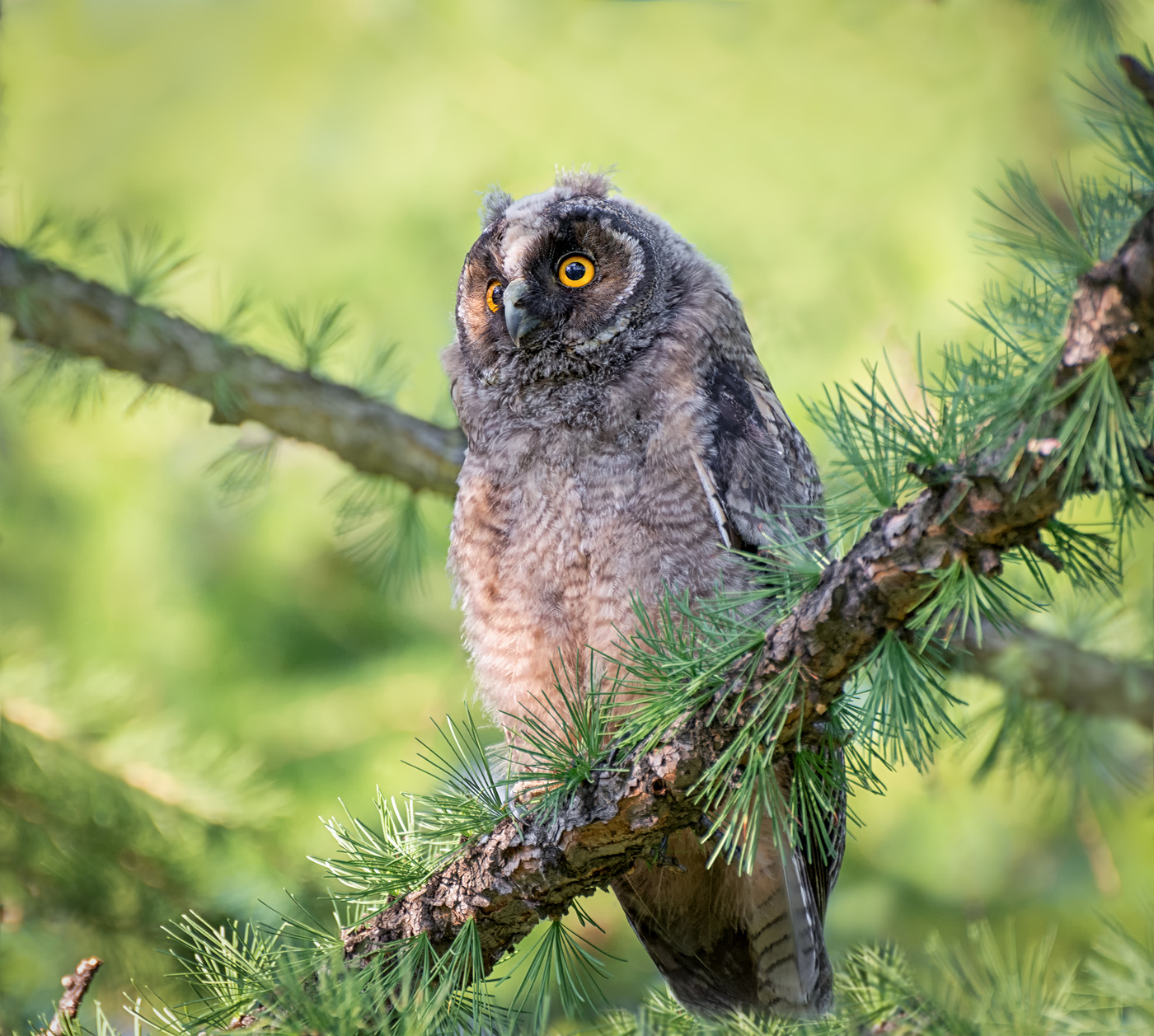 Ушастая сова..