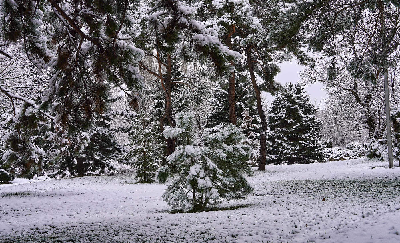 "В лесу родилась ёлочка.."
