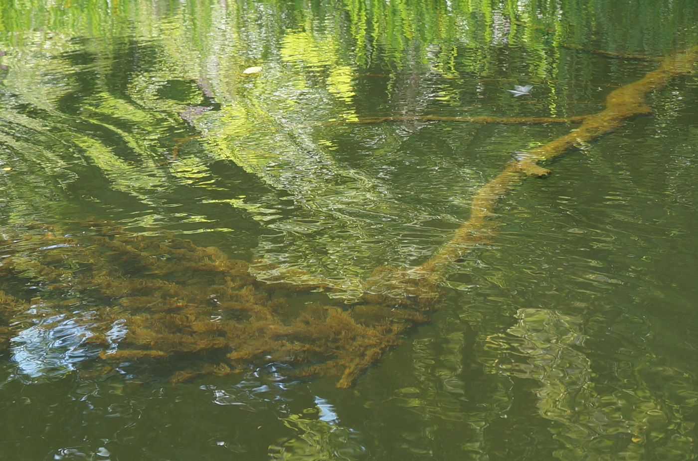 Жизнь после смерти