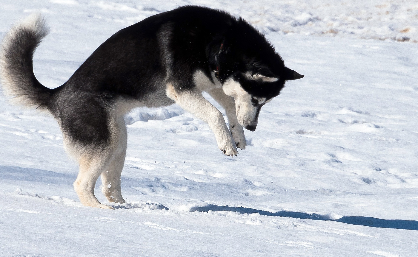 Идет охота на мышей.