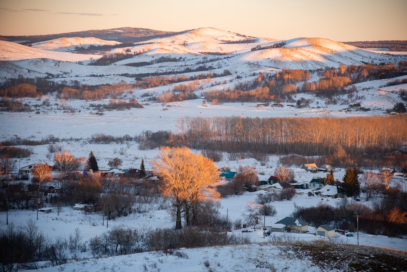 Золотое дерево