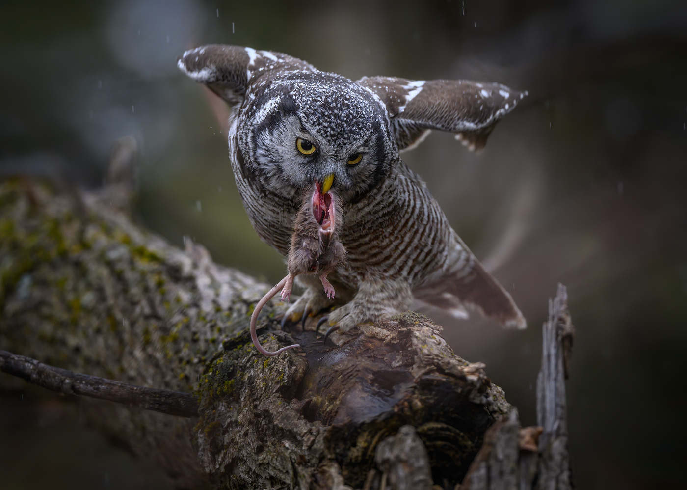 Northern hawk-owl