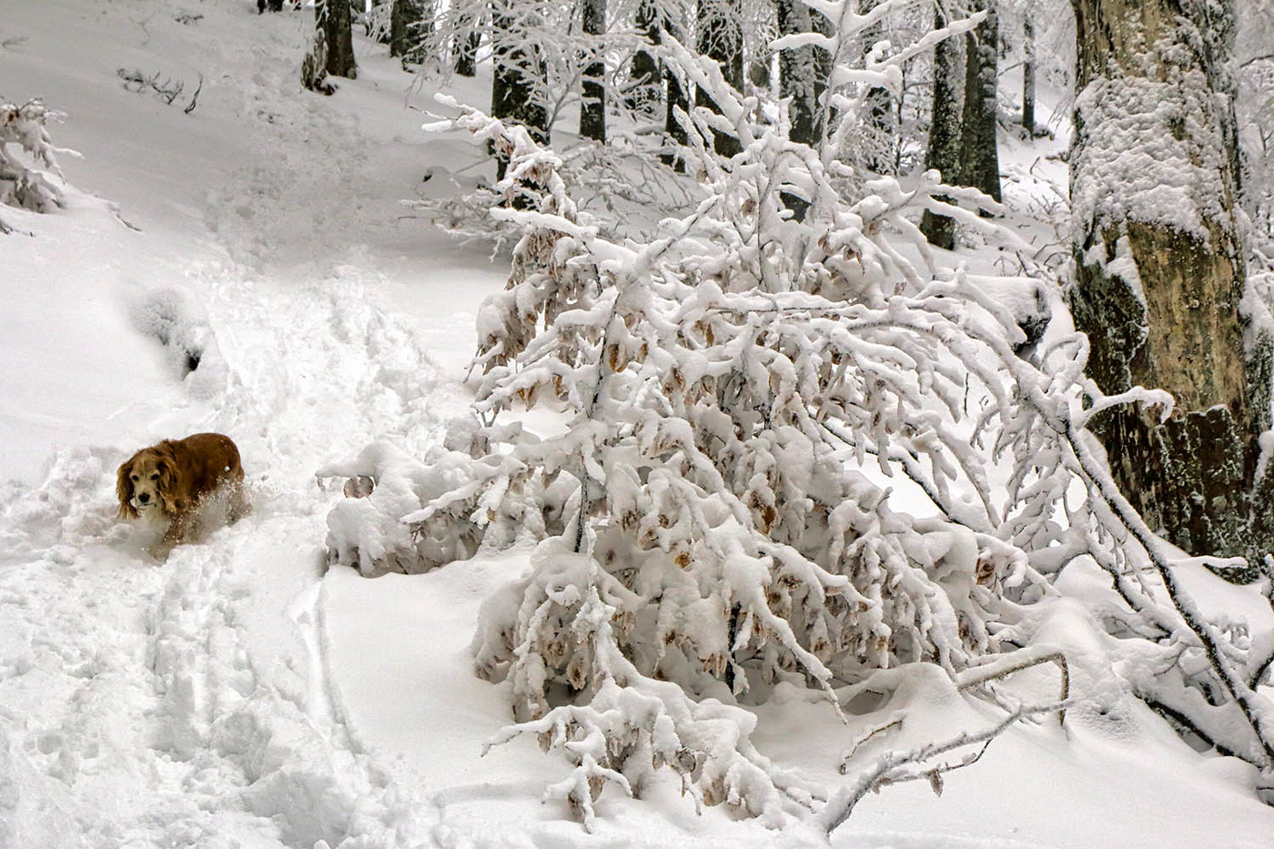В снегах Чатыр-Дага