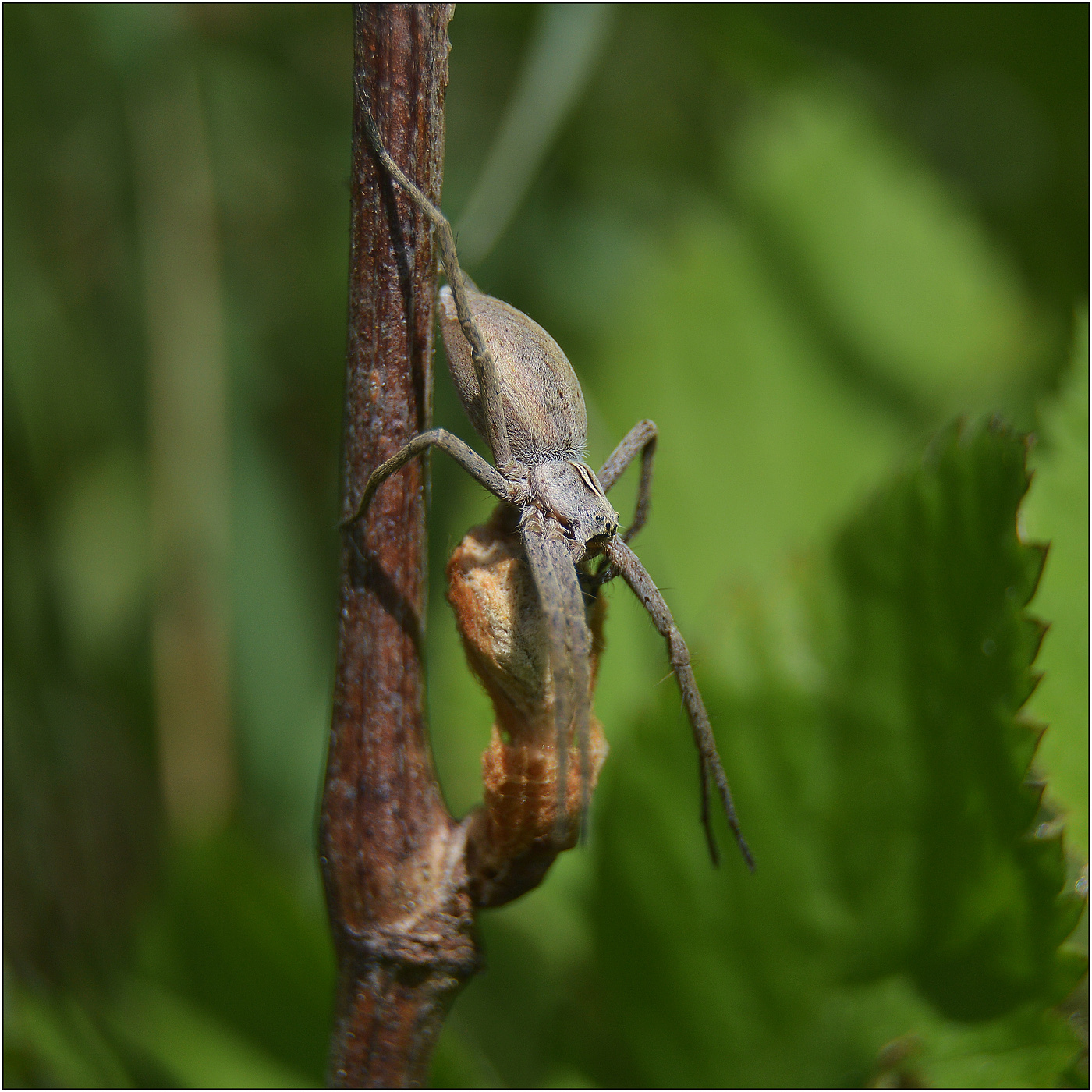 Страж виноградной лозы.