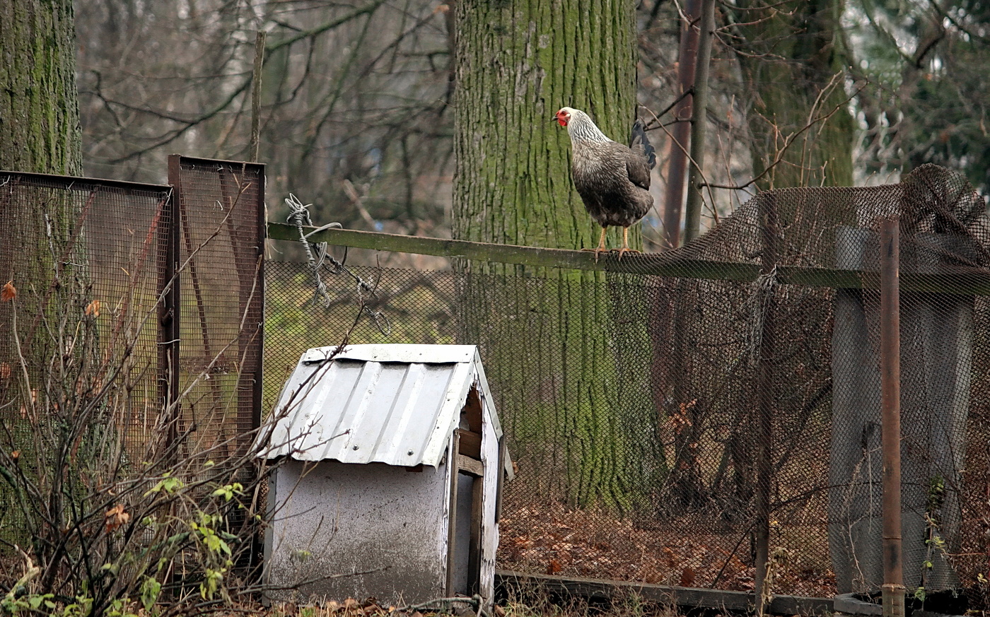 осторожно,злая....