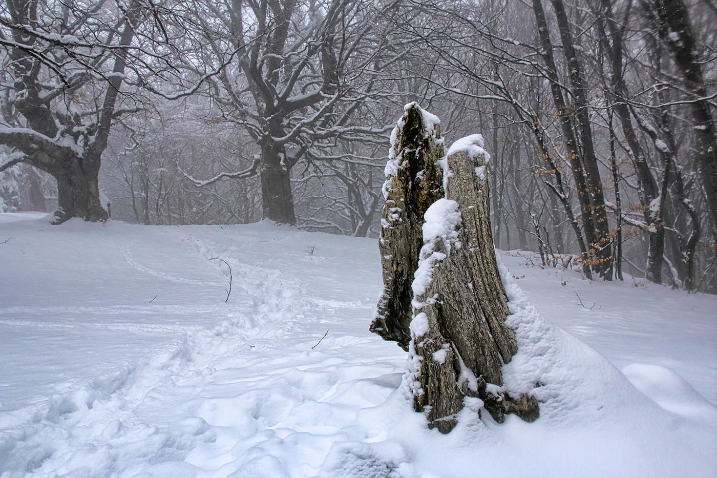 Зимний крымский лес