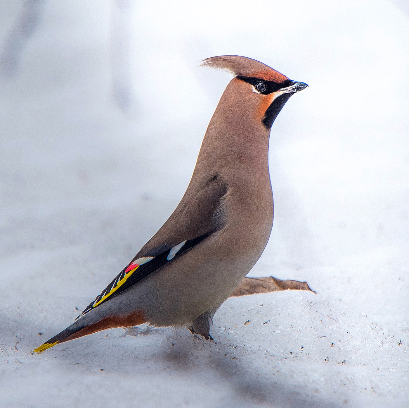 Господин свиристель.