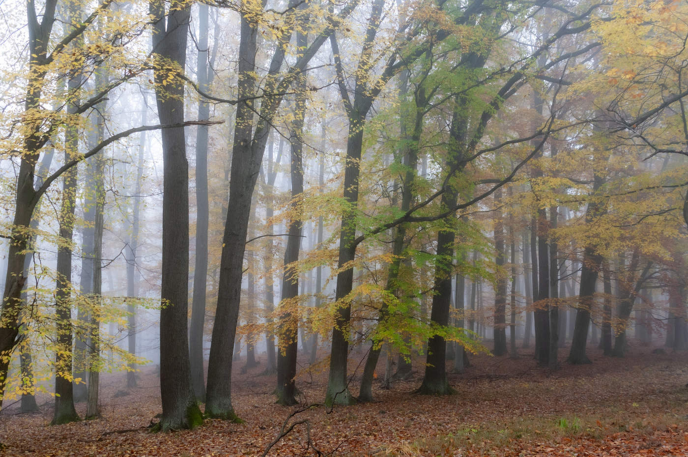 Осенняя зарисовка