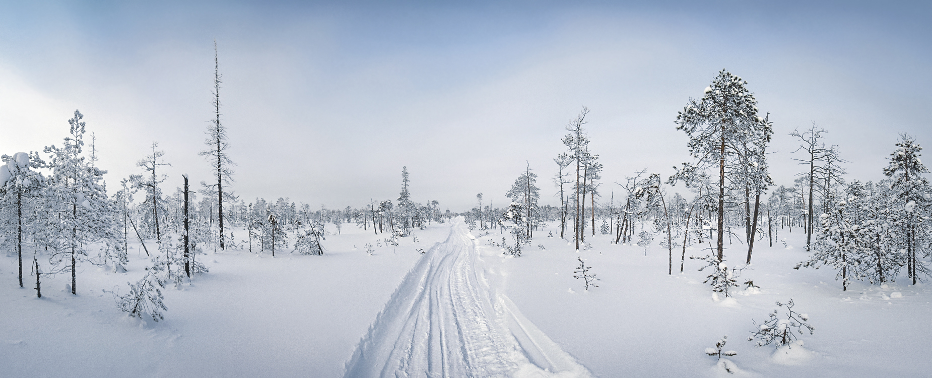 Тишь, безмолвье на болотах...
