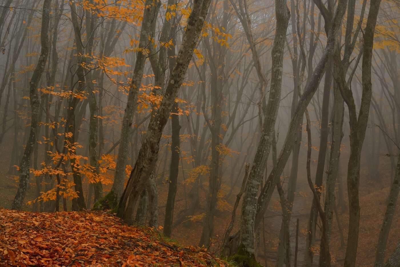 Туманное утро