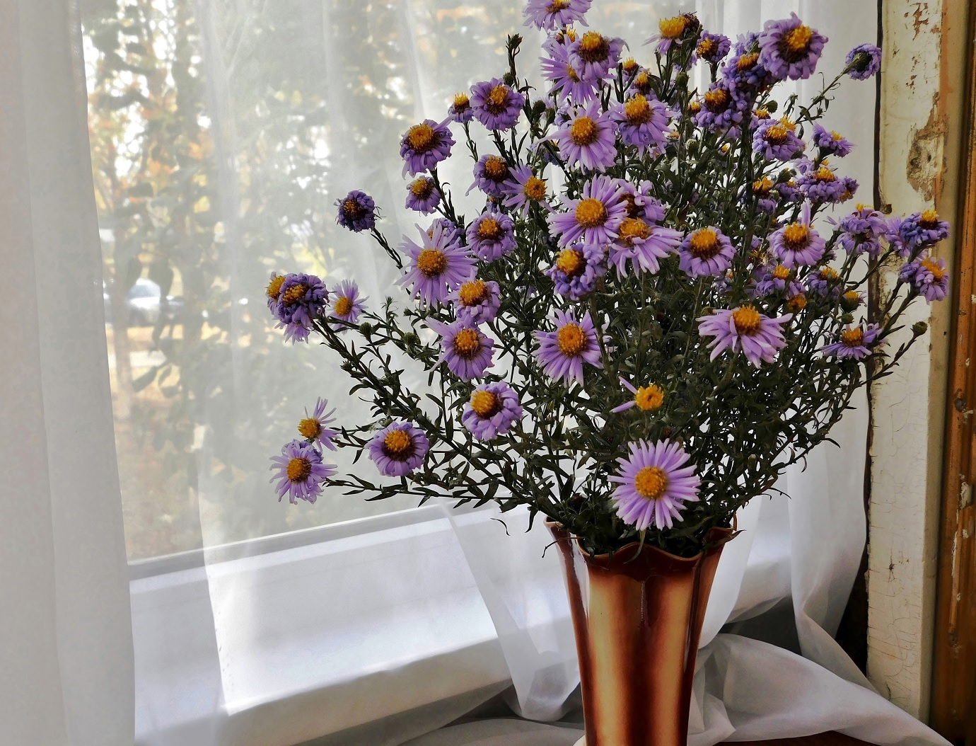 Астры в сентябре