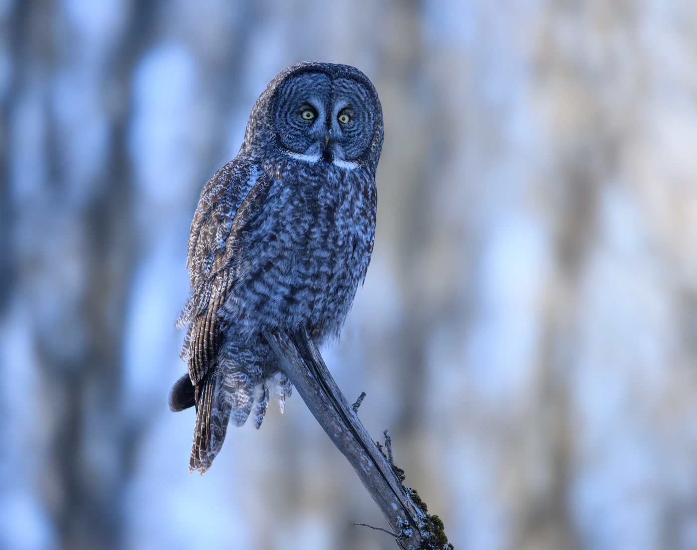 Great grey owl