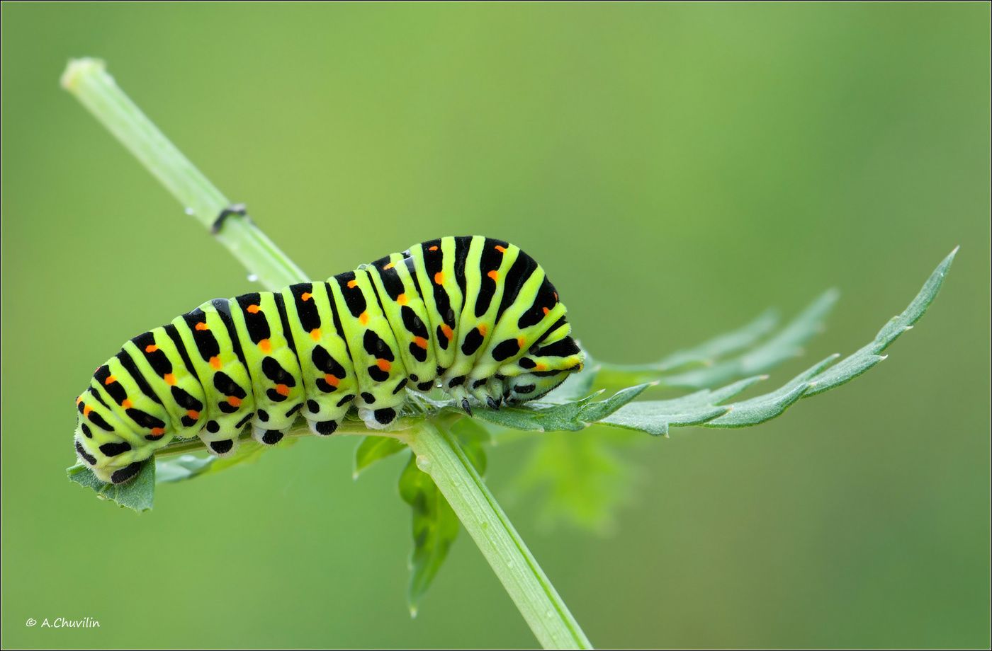 Поели, теперь можно и поспать )