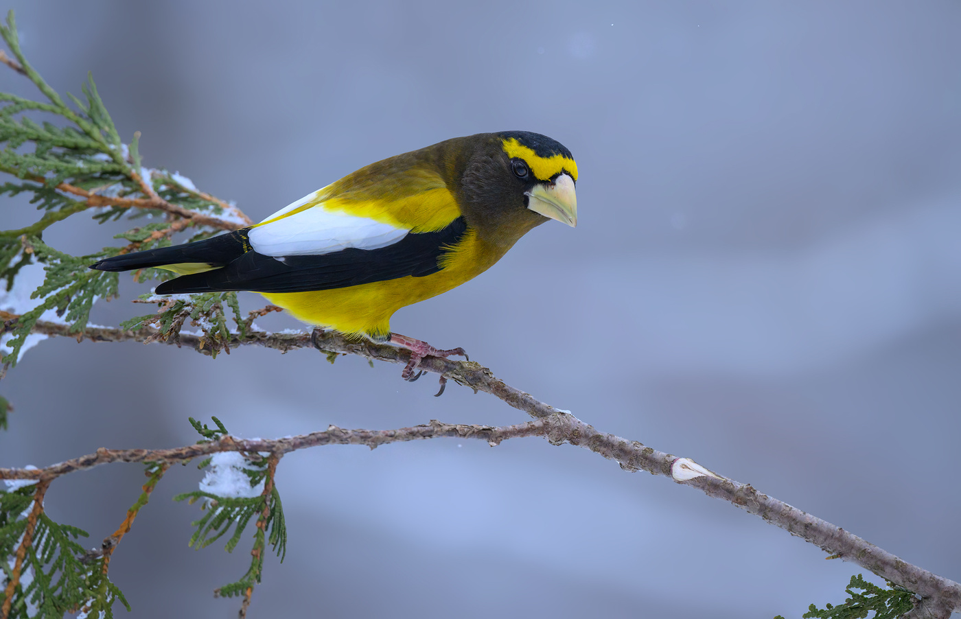 Evening grosbeak (m)