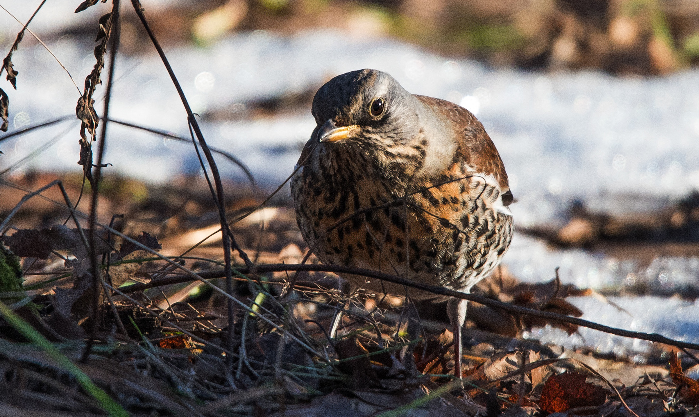 Теплый январь.