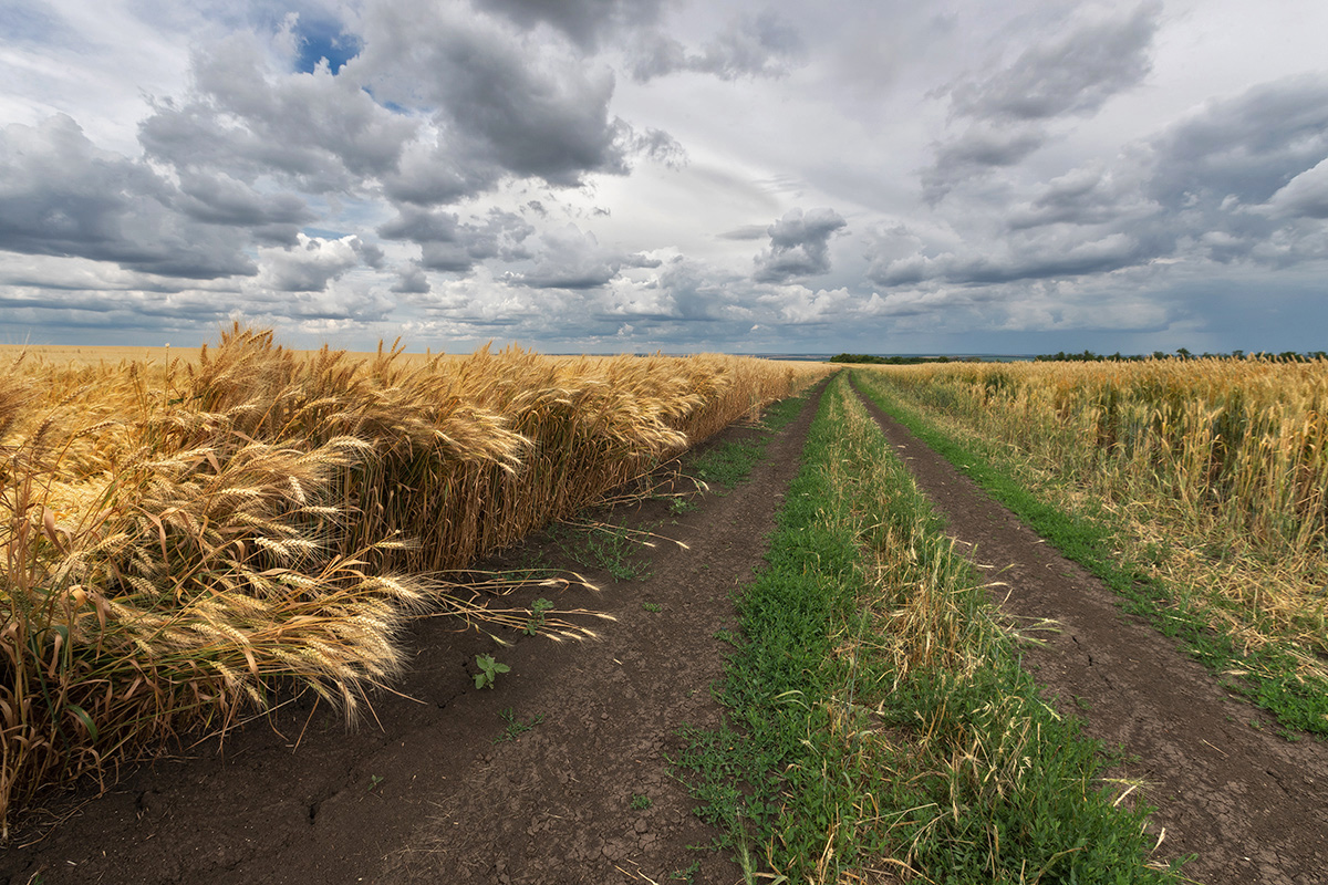 По дороге с колосками