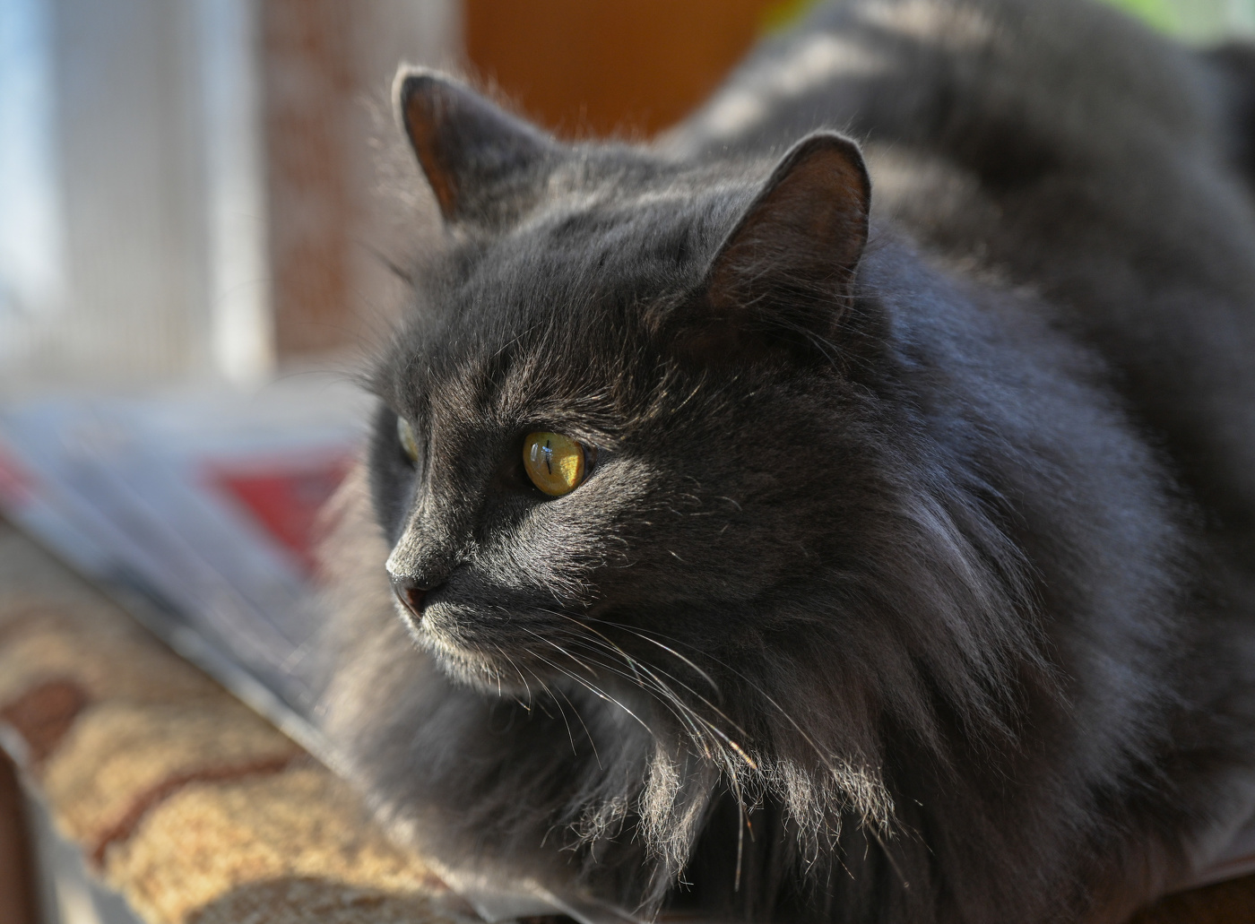 Кошачьи миры