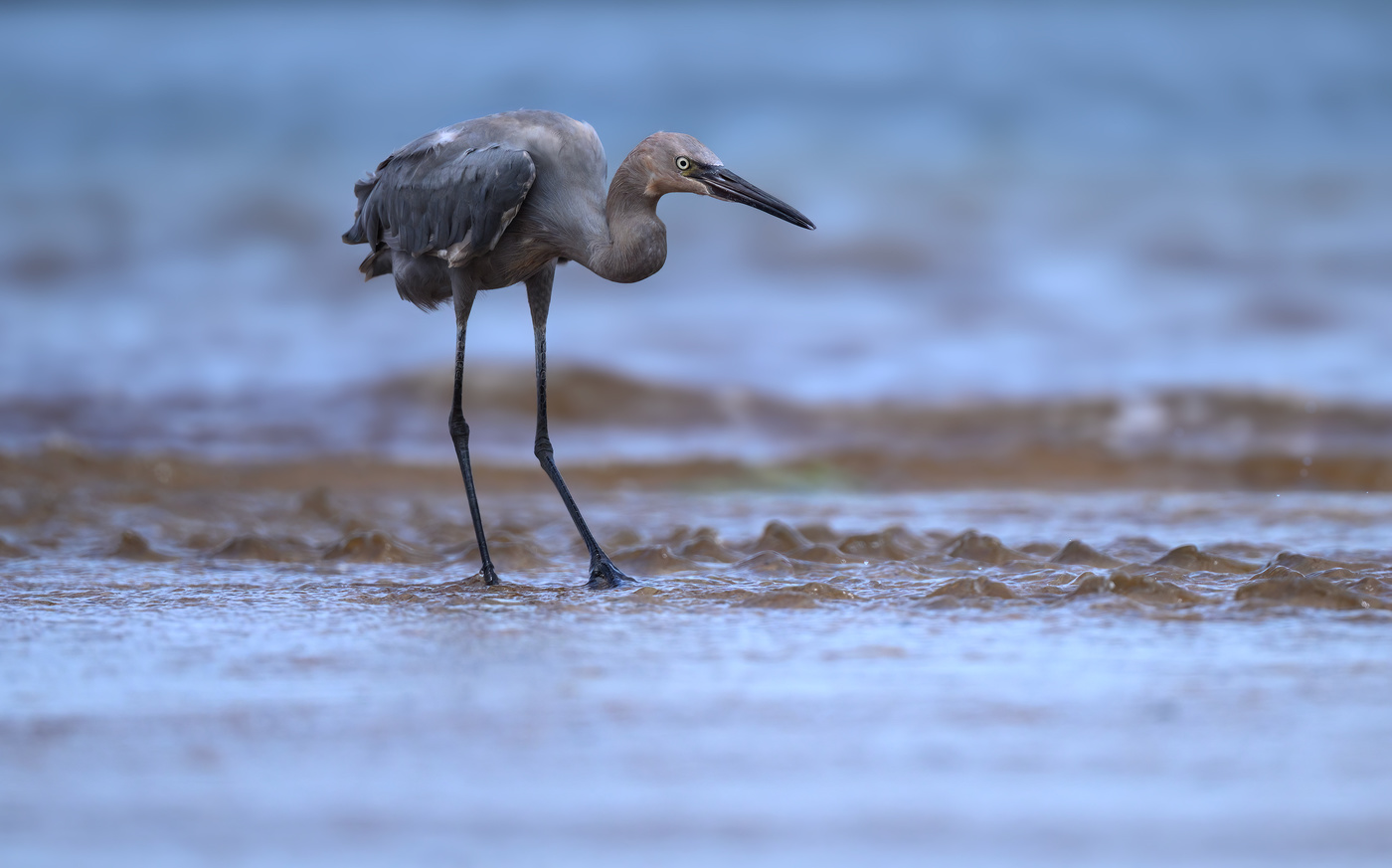 Reddish egret
