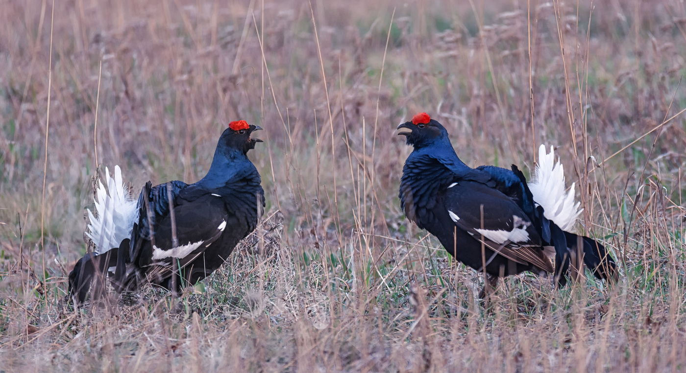 Предрассветный ток.
