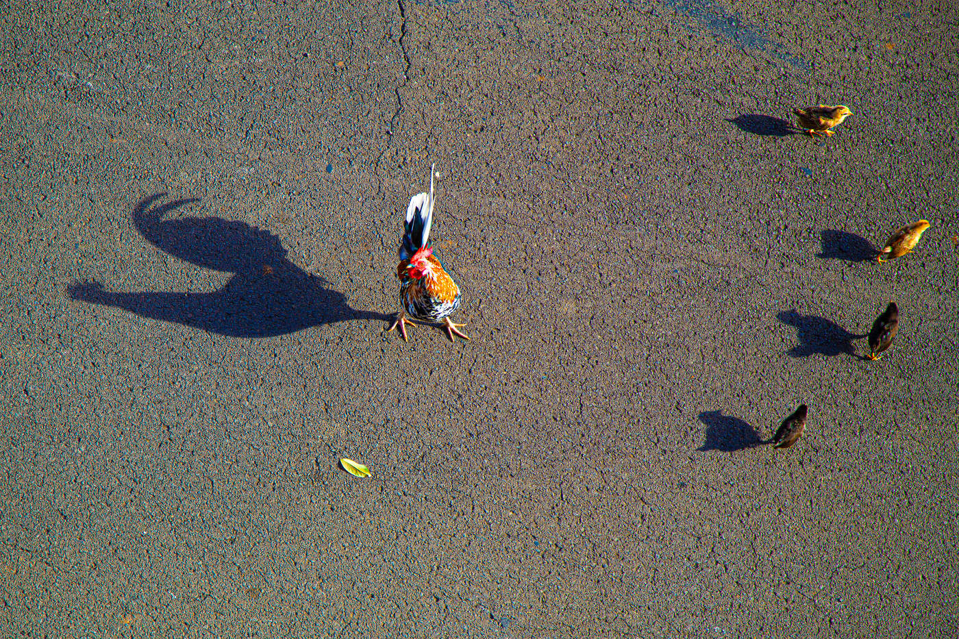 - Слушай мою команду!...