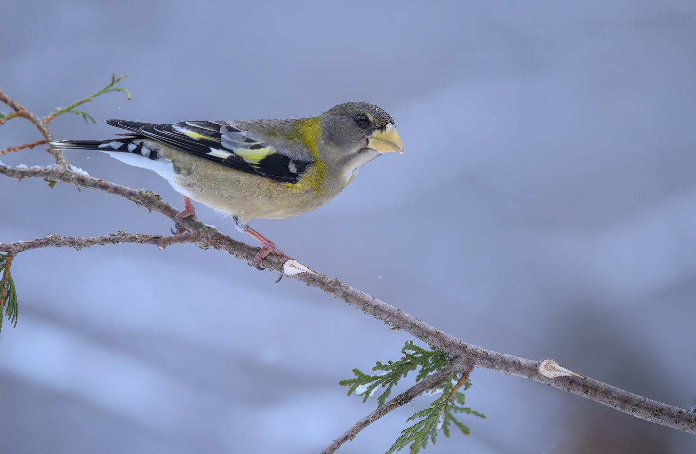 Evening grosbeak (f)