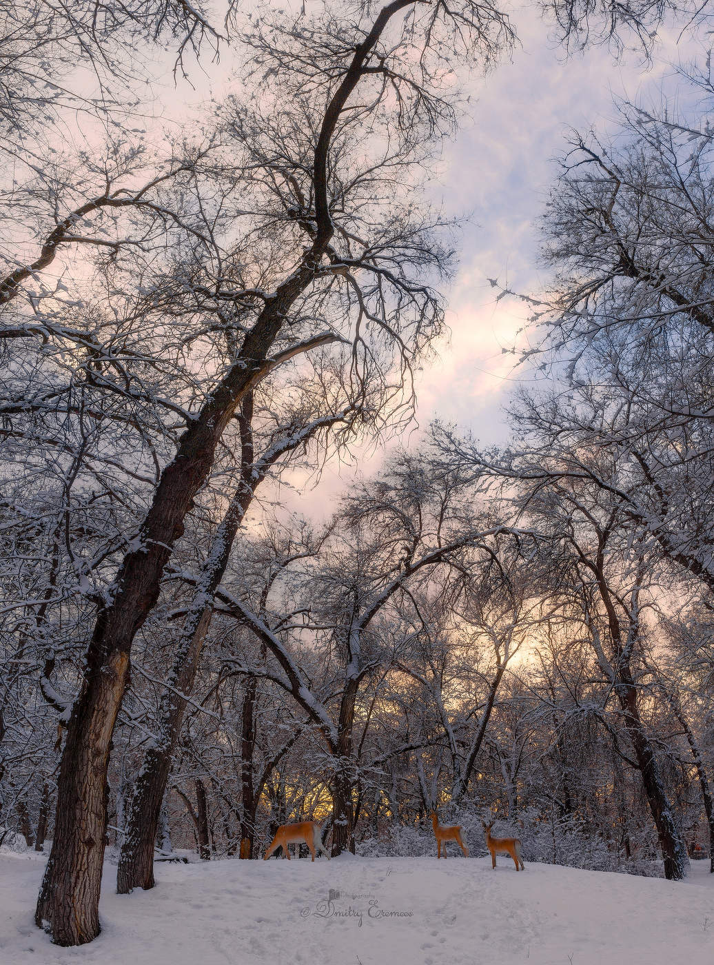 Зимние зарисовки...