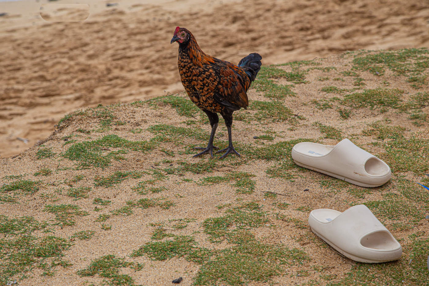 - Видала я ваш пляж! Хлеба давай!
