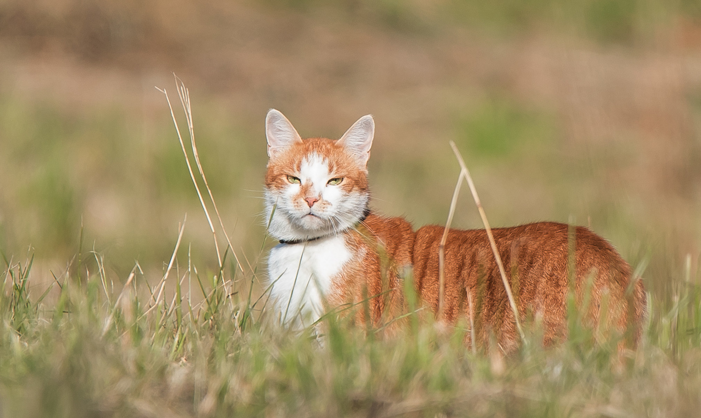 Тигр! только маленький.