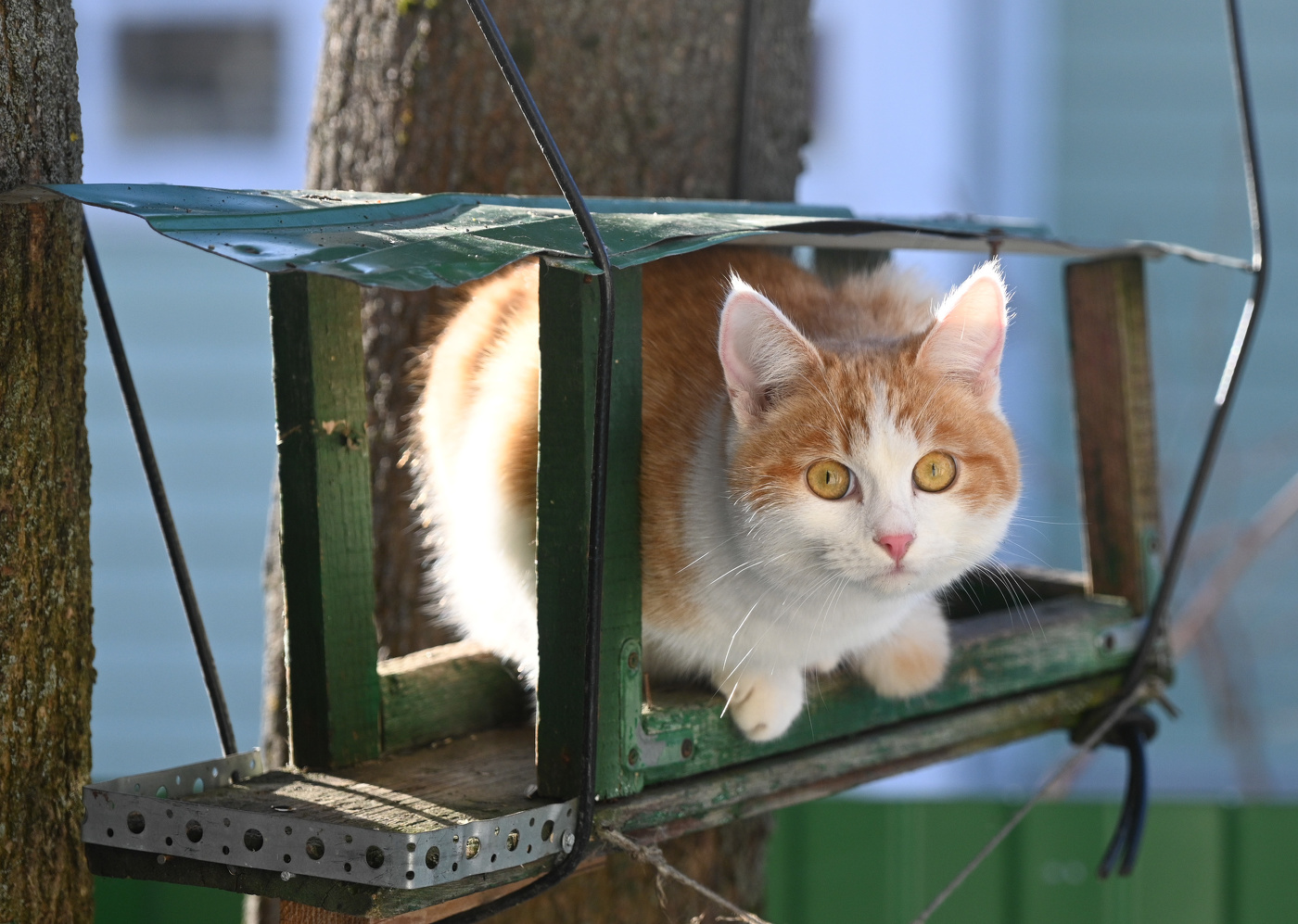 Наша новая птичка)))