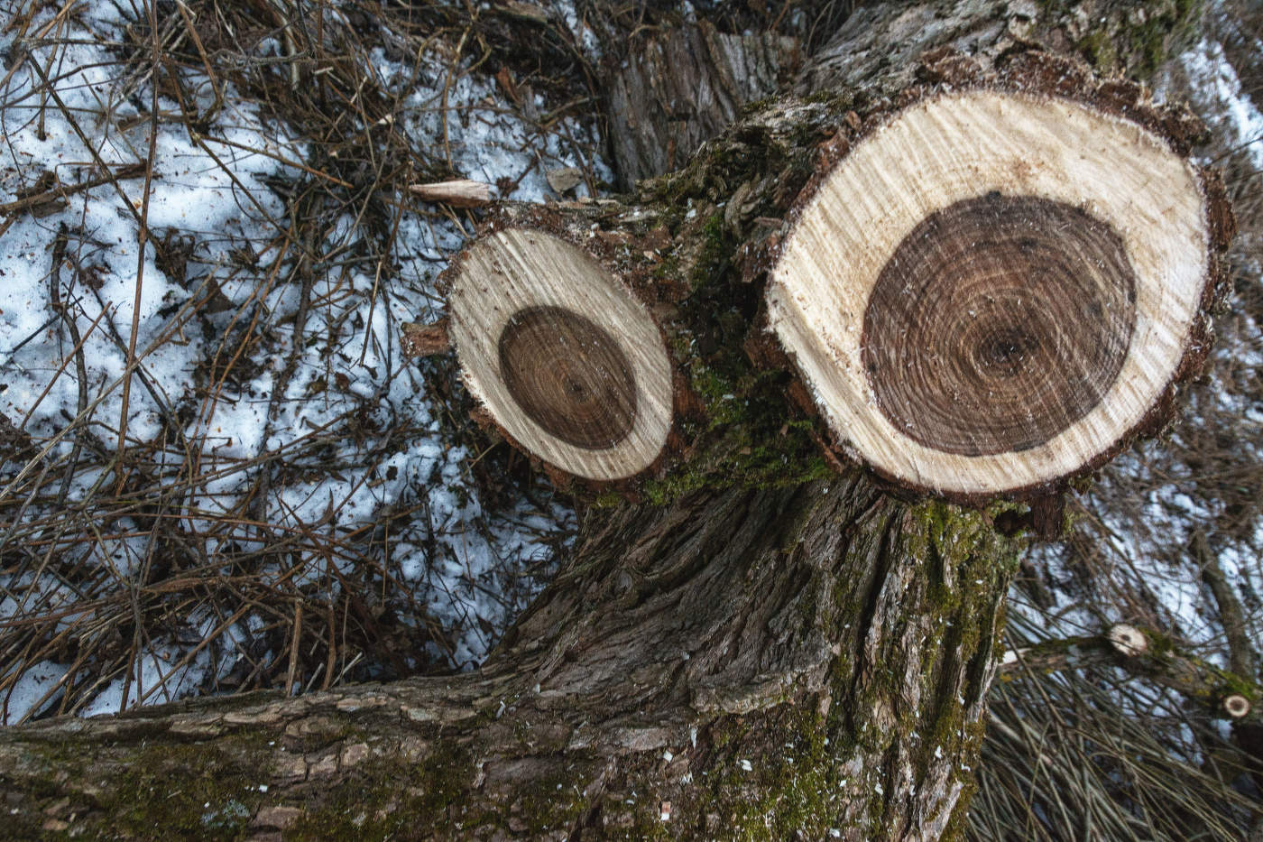 Жизнь вокруг