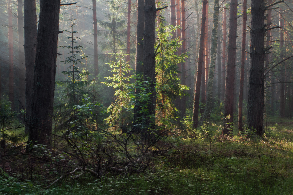 Лес просыпается