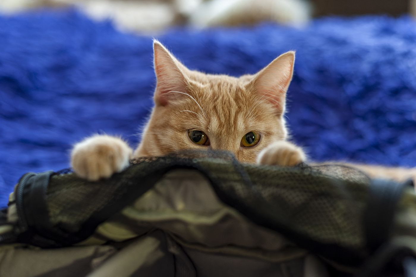 Хозяин, возьмите меня с собой.