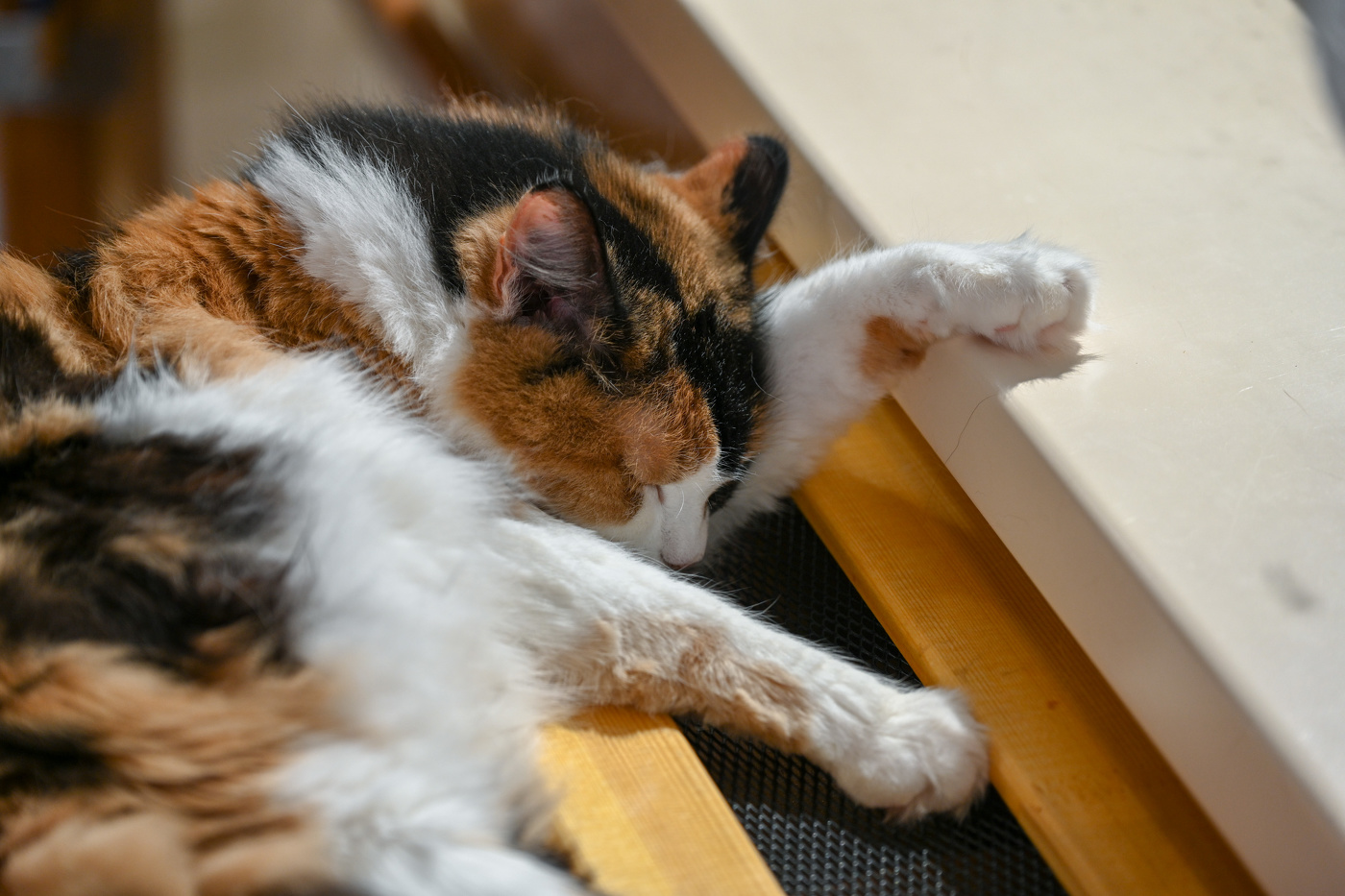 Кошачьи миры