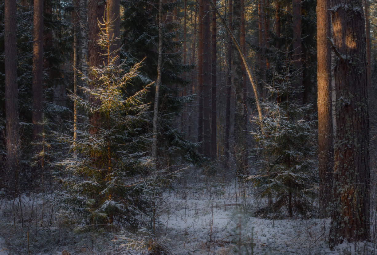 Как не хватает снега в декабре...
