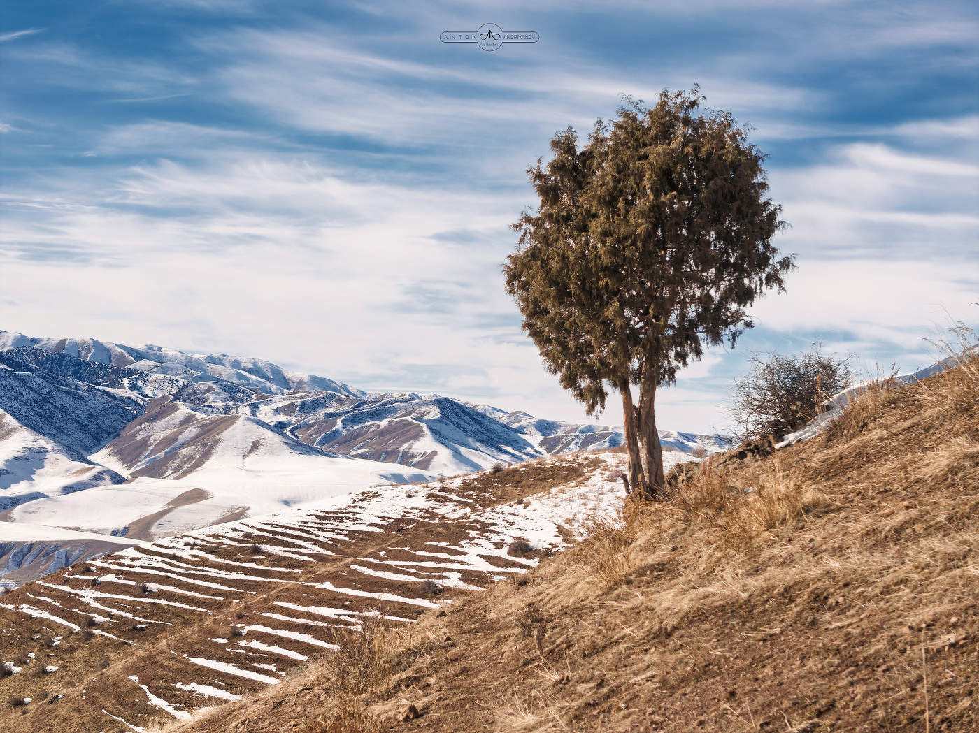 Одинокий можжевельник