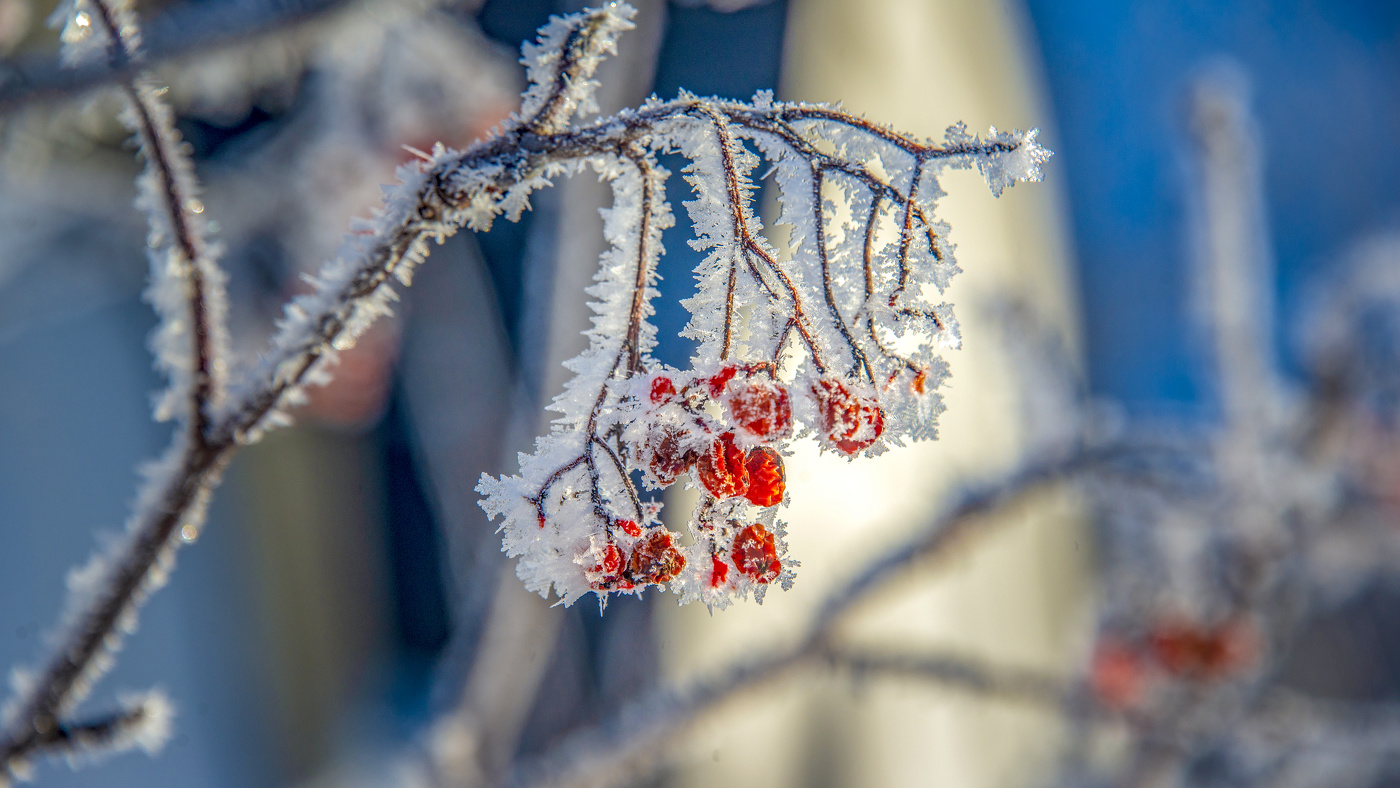 Январский иней