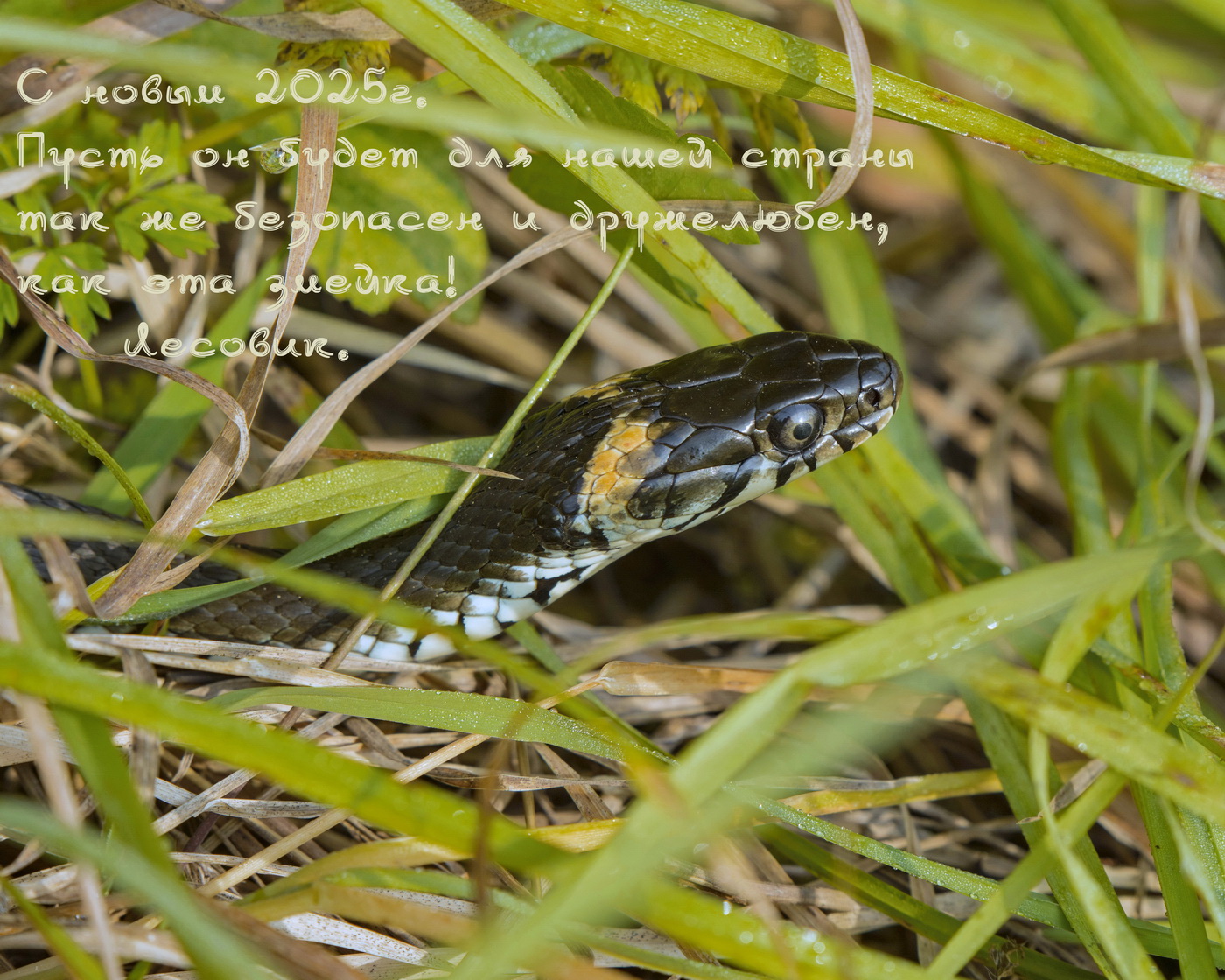 С новым годом!