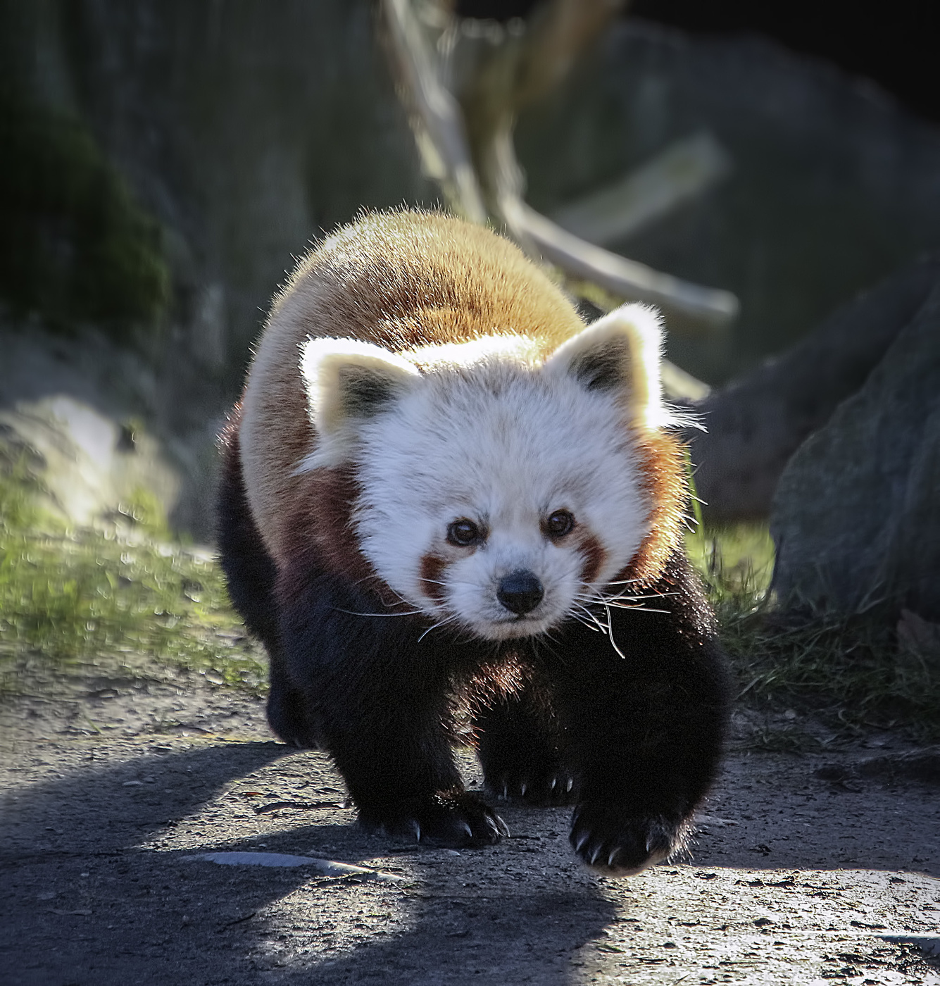 Красная панда