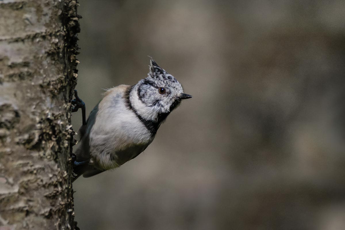 Смотритель.