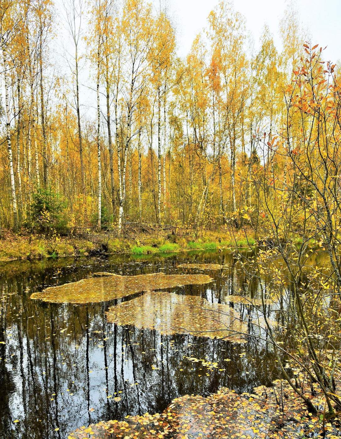 Осенний пруд ...