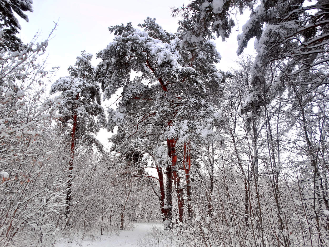 Лес ночью оделся в снежный наряд