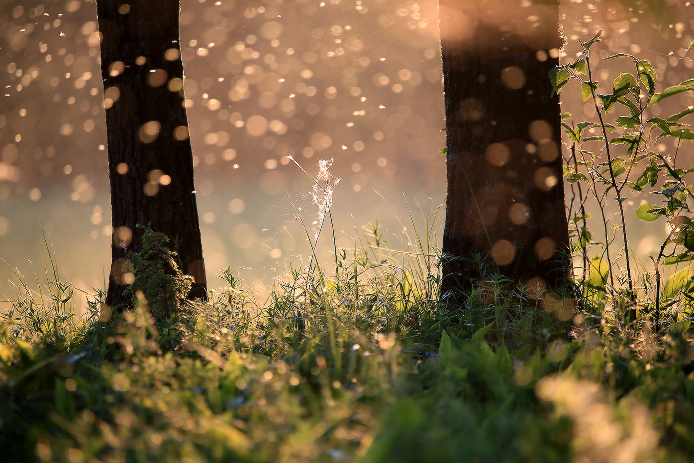 майский луг