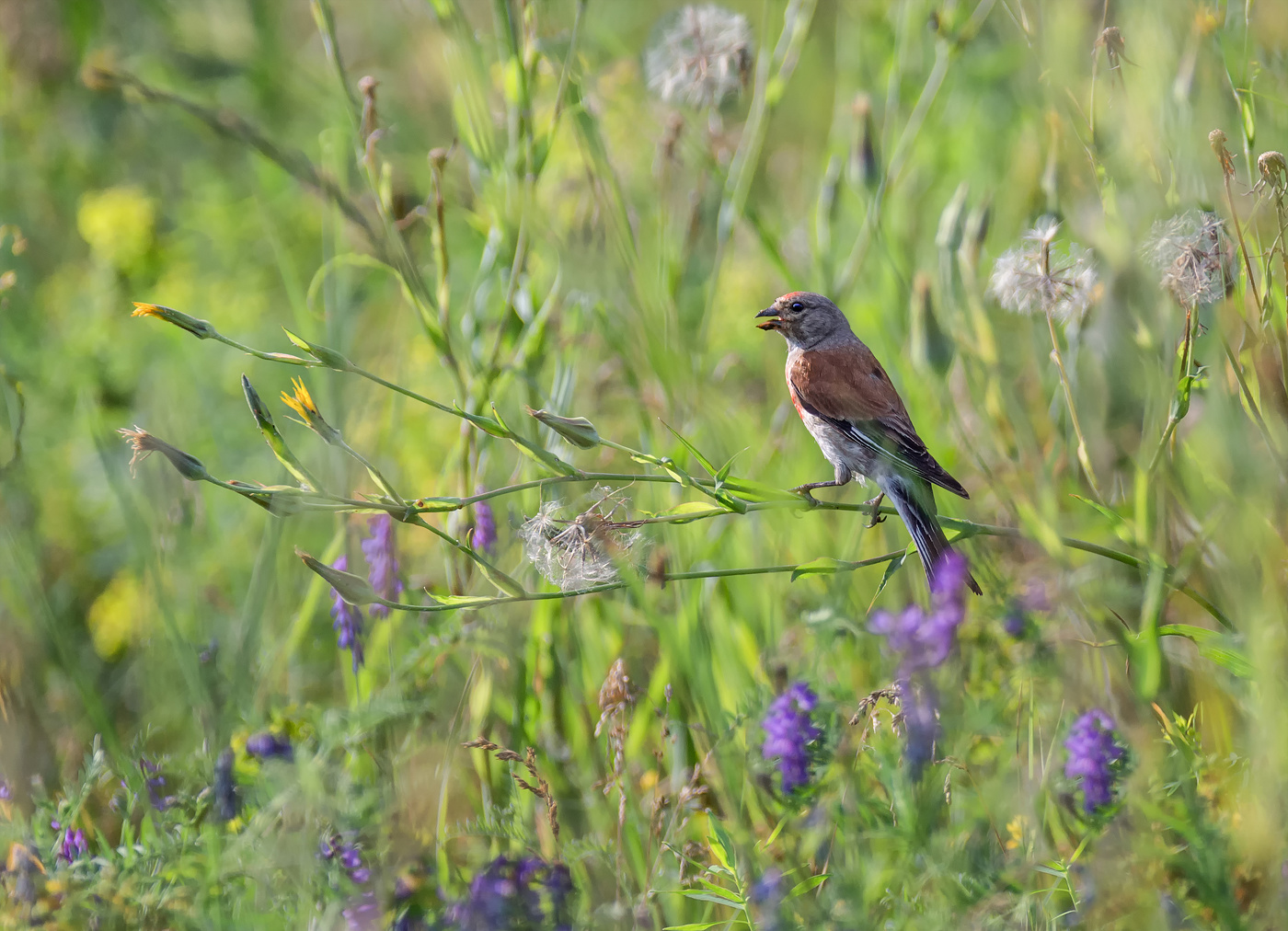 Коноплянка.