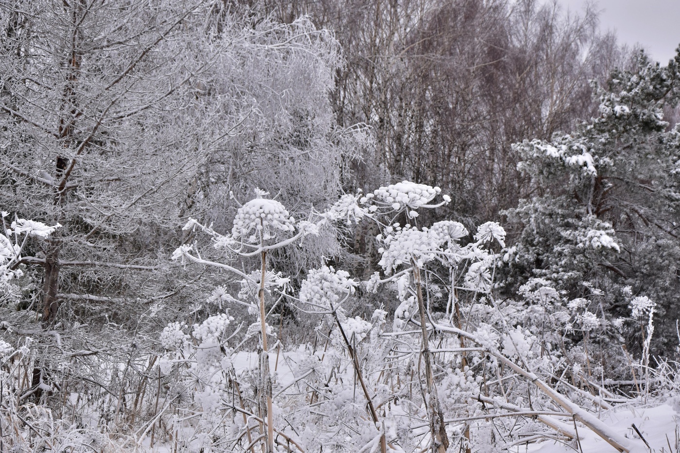...и в зимних шапках борщевик