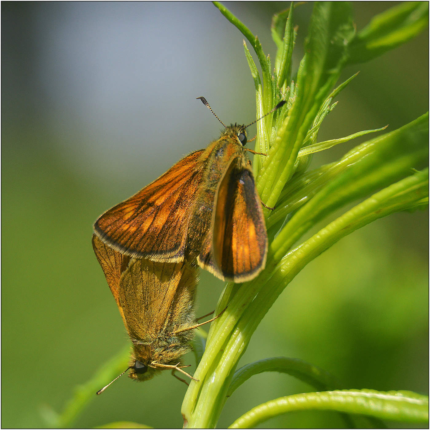 Утренний свет.