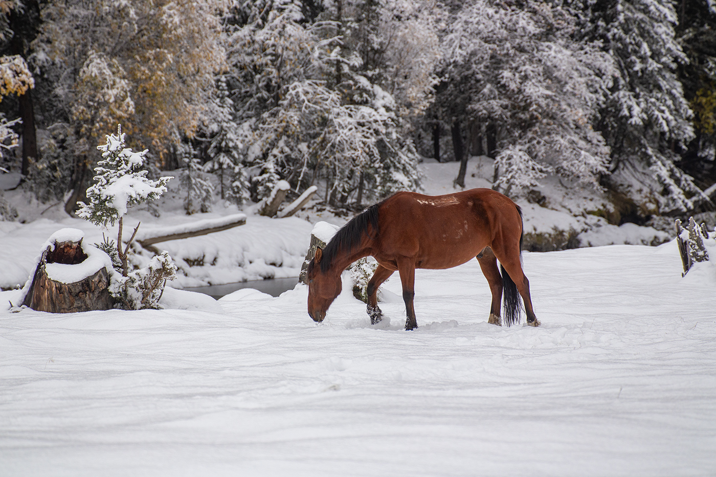 Трава под снегом
