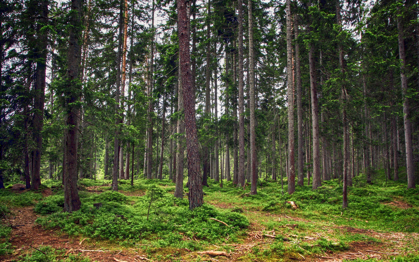 В АЛЬПИЙСКОМ ЛЕСУ